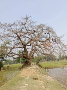 একটি শিমুল গাছ ও টিয়া পাখিদের কবিতা